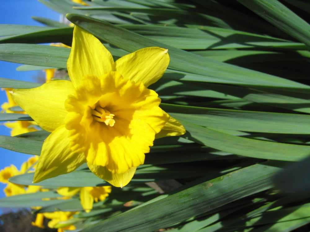 Narcissus obvallaris (Verhüllte Narzisse)